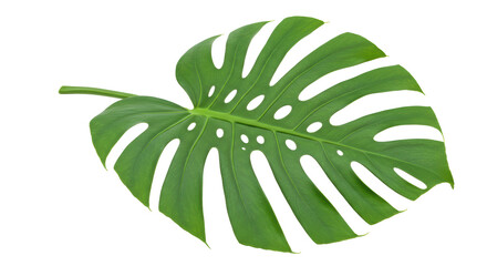 Isolated Single Monstera Leaf with Distinctive Holes