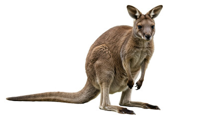 Isolated Full Body Portrait of a Standing Kangaroo