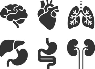human heart anatomy