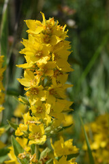 Yellow Loosestrife (Lysimachia Punctata), the Dotted Loosestrife