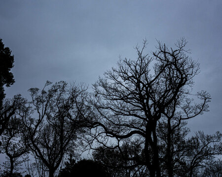 tree and sky