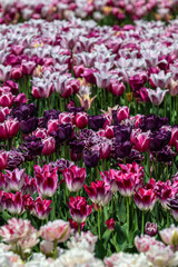 Flowering Tulips at the Tulip Festival around Mount Vernon, WA
