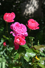 Several pink roses in different stages of bloom. Pink Roses in Natural Light