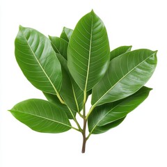 Obraz premium Green ficus leaves branch isolated on white background
