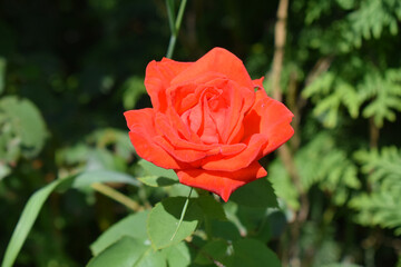 A red rose in full bloom surrounded by closed buds and green leaves. Red Rose in Full Bloom Among Buds