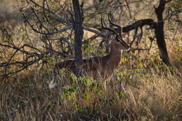 Wild African animal - antelope with antlers (male) - Kruger National Park, South Africa