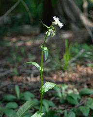 small white flower