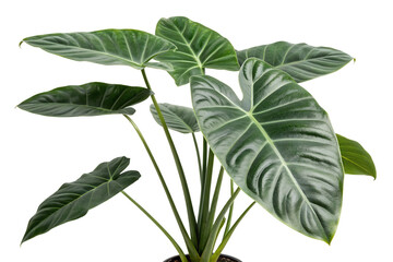 Fototapeta premium Indoor alocasia plant closeup foliage isolated on transparent background