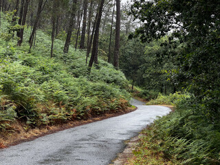wet, winded road in the woods with ferns on a clouded day in portugal on the camino de Santiago, the road to santiago, christian pilgrimage