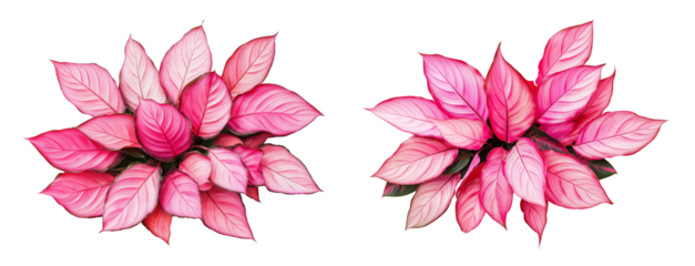 Pink and Red Calligraphic Leaves Top View isolated on white or transparent background Cutout PNG