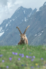 Alpine ibex (Male, Capra ibex) taken in a flowery alpine meadow against mountains background....