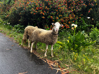 sheep in the meadow on the path watching at you in portugal on the camino de Santiago, the road to...