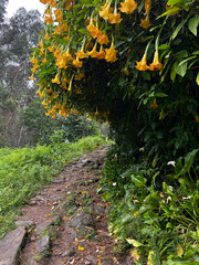 orange, yellow, genus Brugmansia and Datura (commonly known as angel's trumpet and jimsonweed, respectively) in flower in portugal on the camino de Santiago, the road to santiago, christian pilgrimage