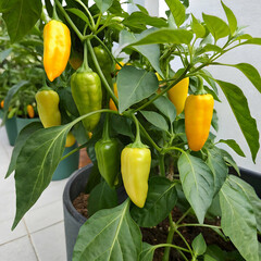 Yellow Habanero Peppers Growing on a Plant