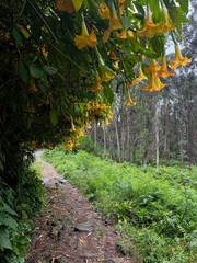 orange, yellow, genus Brugmansia and Datura (commonly known as angel's trumpet and jimsonweed,...
