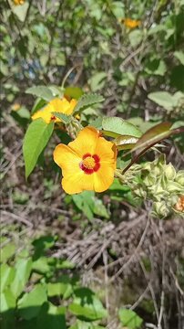 yellow  flower