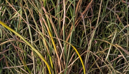 dry grass background