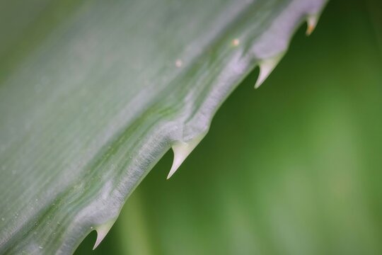 d&eacute;tail des &eacute;pines d'un cactus euphorbe 