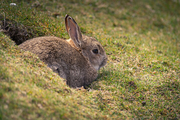 lapin de prairie en islande