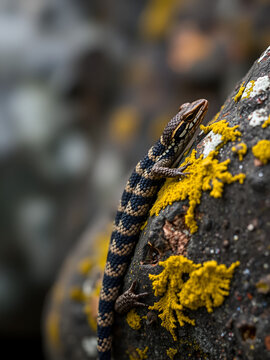 Tasmanian Ocellated Skink basking on lichen covered rock