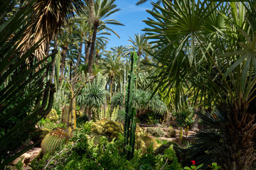 Obraz premium Palm trees of Elche, Spain. Unesco heritage site
