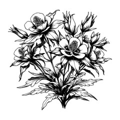 rocky mountain columbine, Colorado blue columbine vector art.