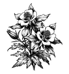 rocky mountain columbine, Colorado blue columbine vector art.