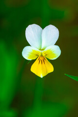 Fototapeta premium Wild Viola tricolor flower with green leaves on background