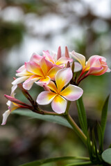 Fototapeta premium Close-Up of Pink and Yellow Plumeria Flowers in Bloom