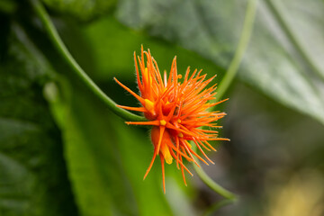 Macro of Bright Orange Exotic Flower with Spiky Petals