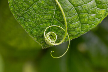 Curled Vine Tendril on Hairy Green Leaf in Macro View © MSG919