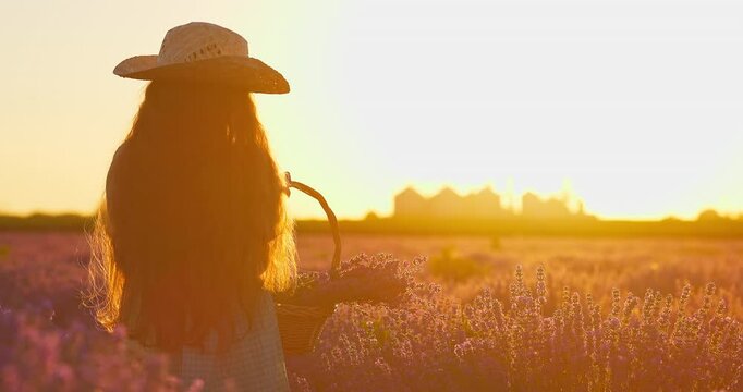 Beautiful long hair girl with straw hat and summer dress bearing in basket blooming lavender flowers at sunset in the field
