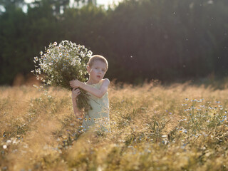 A boy with a bouquet of daisies in his hands on a meadow in dim light, portrait, backlight.