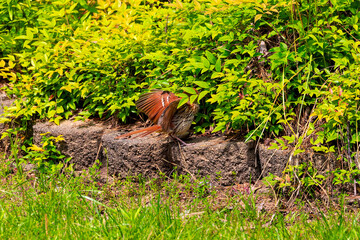 A brown thrasher pair nesting is defending the nest from a snake