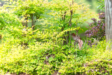 A brown thrasher pair nesting is defending the nest from a snake