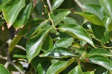Celtis sinensis, known as Chinese hackberry or Korean hackberry, photographed in Korea showing leaves, flowers, and fruits across seasons.
