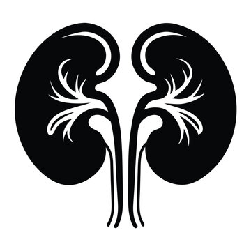 black kidneys medical anatomy graphic clip art preview