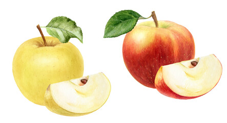 Watercolor Realistic Red and Yellow Apple Illustration, Twin Fruit Set