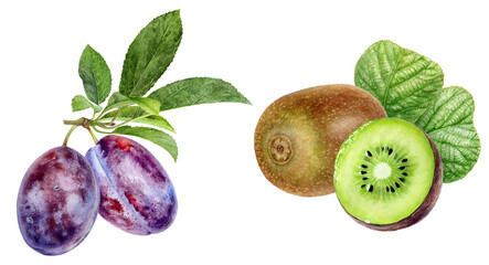 Watercolor Realistic Plum and Kiwi Illustration, Fresh Fruit Pair
