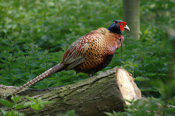 Portrait of a common pheasant bird perched on a log with a forest background