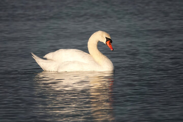 Portrait of a mute swan cygnus olor gliding in with reflection in rippled water