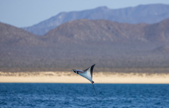 Mobula ray leap out of the water,la ventana mexico