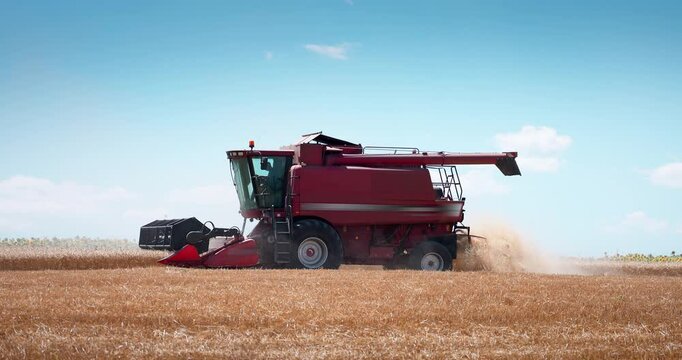 Combine harvester machine working on a wheat field, harvesting wheat grains process