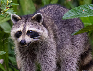 portrait of a raccoon