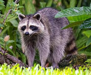 raccoon in the woods