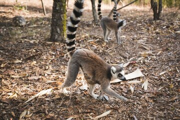 ワオキツネザル