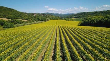 Aerial View of a Sunflowers Field in Tuscany, Italy