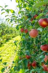 Ripe red apples hang on lush green trees in a thriving bio garden. The vibrant fruits contrast with the greenery, showcasing nature's bounty in an organic orchard setting