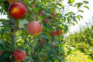 Ripe red apples hang on lush green trees in a thriving bio garden. The vibrant fruits contrast with the greenery, showcasing nature's bounty in an organic orchard setting