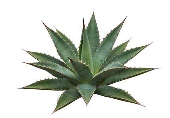 Agave plant isolated on white background